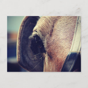 Amish Horse in Blinders Briefkaart