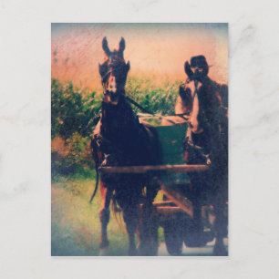 Amish Horse Team Briefkaart