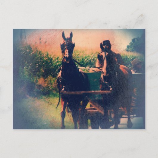Amish Horse Team Briefkaart (Voorkant)