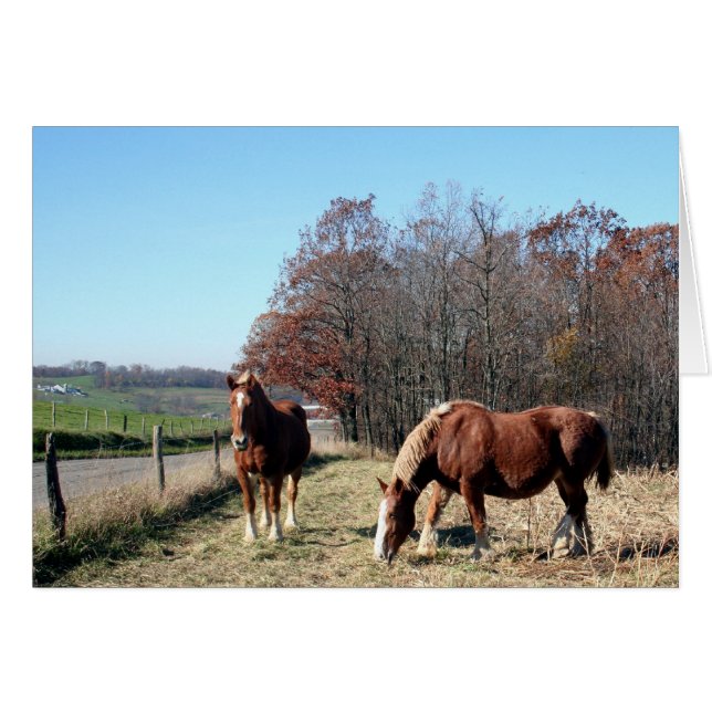 Amish Horses (Voorkant Horizontaal)