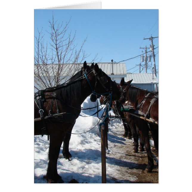 Amish Horses (Voorkant)