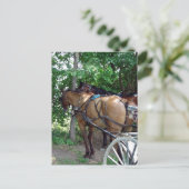 Amish Horses Briefkaart (Staand voorkant)