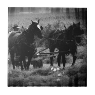 Amish Horses in Hay Field Working Tegeltje