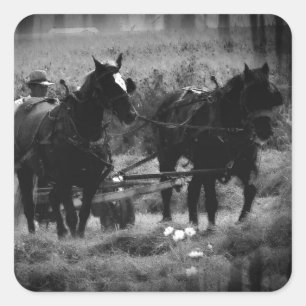 Amish Horses in Hay Field Working Vierkante Sticker