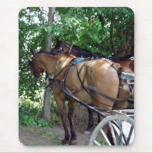 Amish Horses Muismat