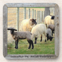 Amish Lambs en Sheep! 6
