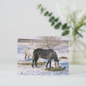 Amish Maisons Feeding Carte Postale (Debout devant)
