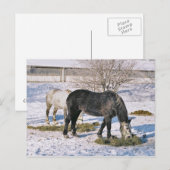 Amish Maisons Feeding Carte Postale (Devant / Derrière)