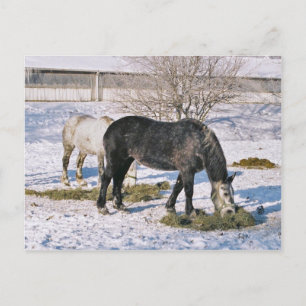 Amish Maisons Feeding Carte Postale