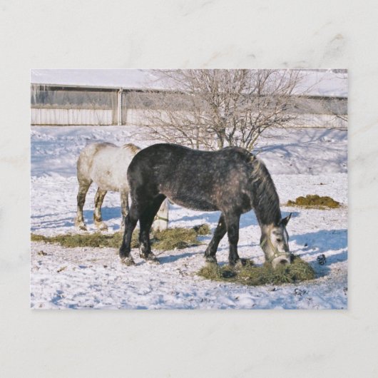 Amish Maisons Feeding Carte Postale (Devant)