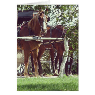 Amish-paard aan de paal rondom appels