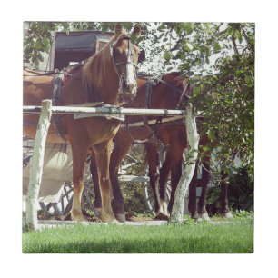 Amish-paard aan de paal rondom appels tegeltje