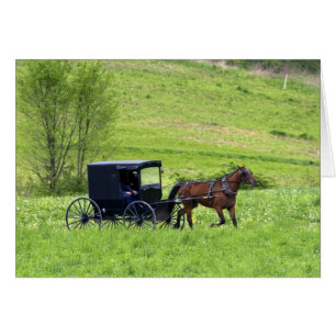 Amish paard en buggy bij Berlijn, Ohio.