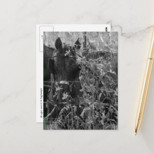 Amish Paard en Buggy Zwart en Wit Zomer  Briefkaart