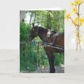 Amish Paard wacht Kaart (Gele Bloem)