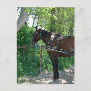 Amish Paard Wachtend Onder de Bomen Briefkaart