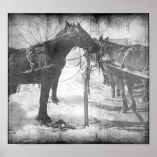 Amish Paarden in Zwart-Wit Grunge Poster