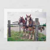 Amish Team in Hitching Post Briefkaart (Voorkant / Achterkant)