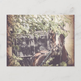 Amish Waiting Horse Briefkaart