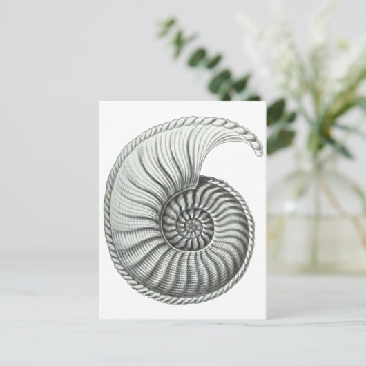 Ammoniet Briefkaart (Staand voorkant)