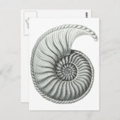 Ammoniet Briefkaart (Voorkant / Achterkant)