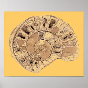 Ammoniet (Fossil) Poster