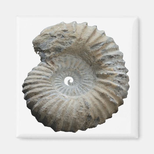 ammoniet magneet (Voorkant)