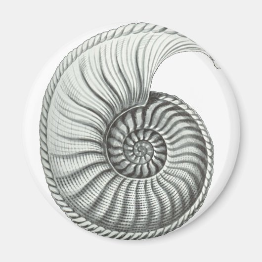 Ammoniet Magneet (Voorkant)