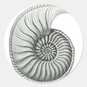 Ammoniet Ronde Sticker