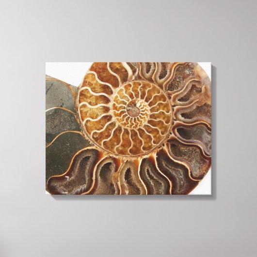 Ammonieten kunst print (Voorkant)