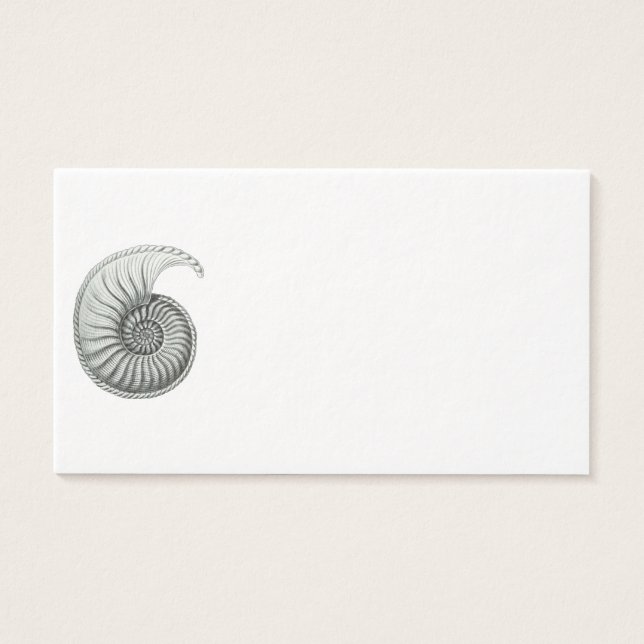 Ammonite (Devant)