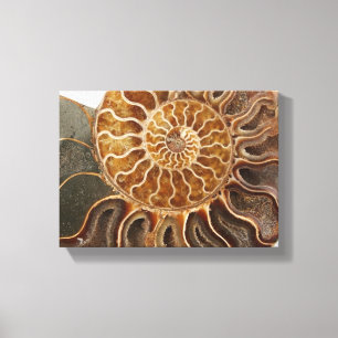 Ammonite Art Print