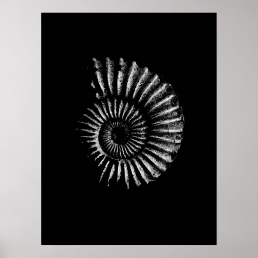 Ammonite blanc sur affiche noire (Devant)