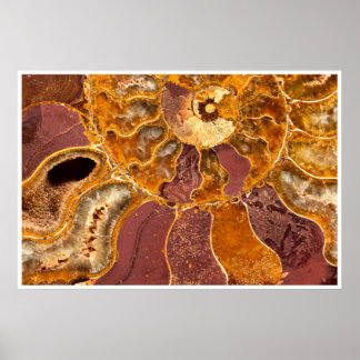 Ammonite Fossil Close-Up Print Ancient Marine Art