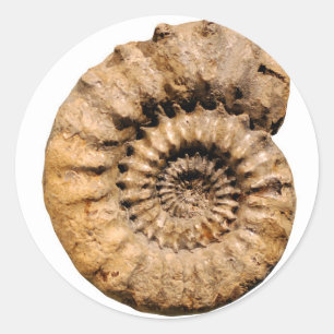 Ammonite Fossil Ronde Sticker
