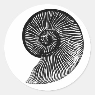 Ammonite Fossil Ronde Sticker