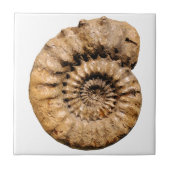 Ammonite Fossil Tegeltje (Voorkant)