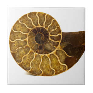 Ammonite Fossil Tegeltje