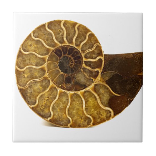 Ammonite Fossil Tegeltje (Voorkant)