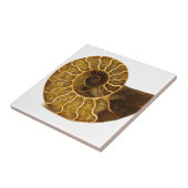 Ammonite Fossil Tegeltje (Zijkant)