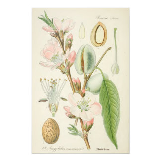 Ammoniumboom, Amygdalus communis Foto Afdruk