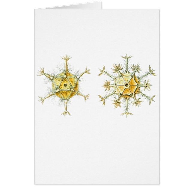 Amoboid Protozoans (Voorkant)