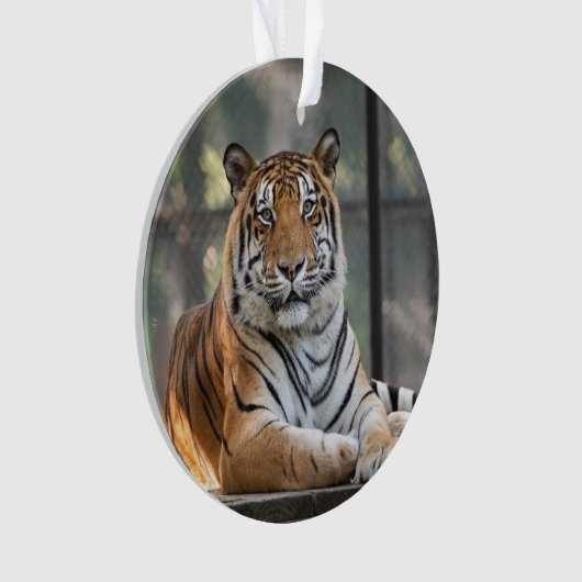 Amol - ornament (voorkant)