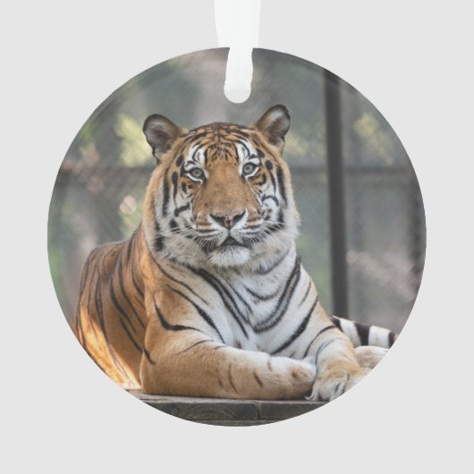 Amol - ornament (achterkant)