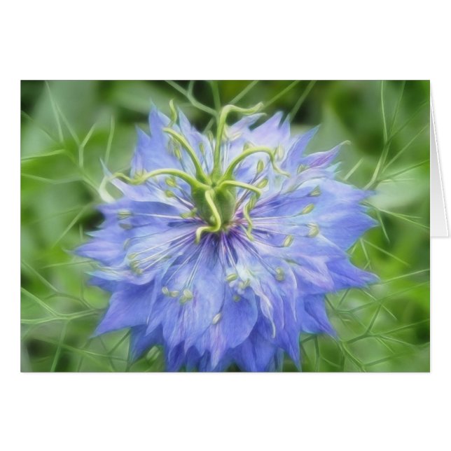 Amour dans une brume - Nigella Damascena (Devant horizontal)
