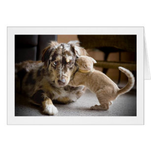 Amour de chien et de chat #1