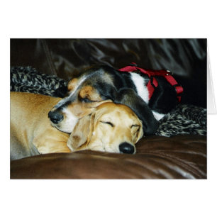 Amour de chiot