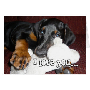 Amour de chiot - chiot mignon de Pinscher de