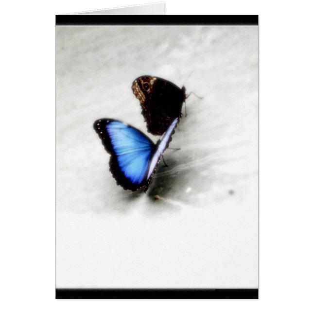 Amour de papillon (Devant)