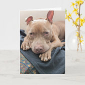 Amour de Pit Bull Carte vierge (Fleur jaune)